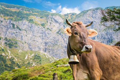 View of cow in tannheimer tal below kugelhorn mountain crest