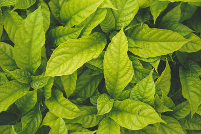 Full frame shot of green leaves