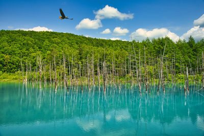 A beautiful blue lake in bieishirogane town