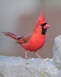 Close-up of bird perching on rock