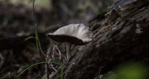 Close-up of mushrooms