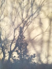 Defocused image of bare trees during winter