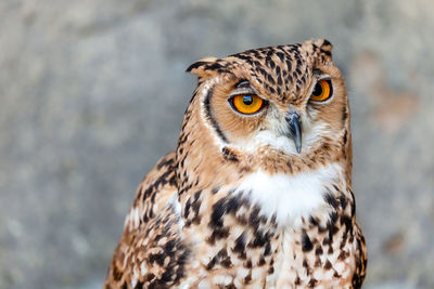 Desert eagle owl portrait, closeup