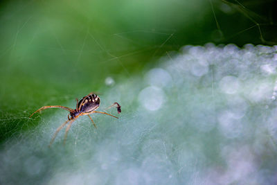 Close-up of spider on web