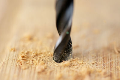 Close-up of lizard on wood