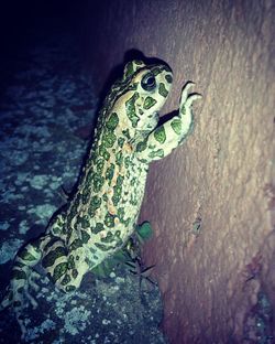 Close-up of lizard