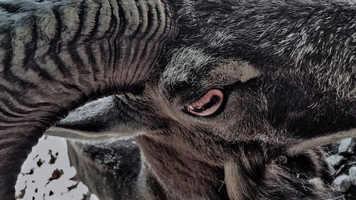 Close-up portrait of a horse