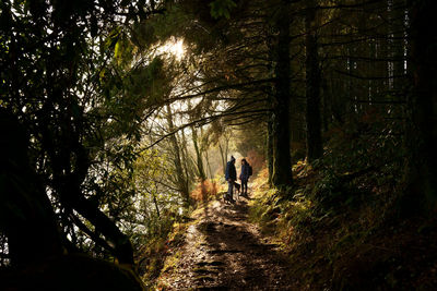 Rear view of people walking on footpath in forest