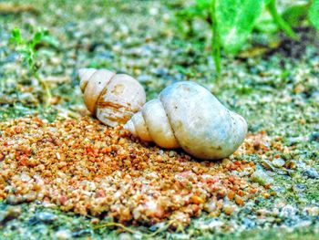 Close-up of shells on sand