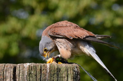 Close-up of bird perching on wood