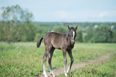 Foal standing on land against sky