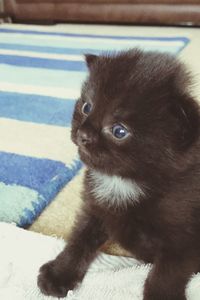 Close-up portrait of cat