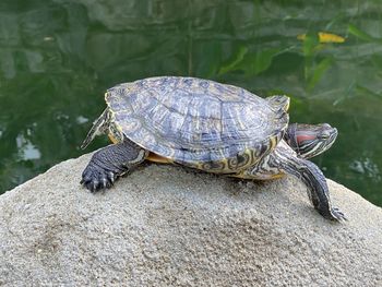 View of turtle on rock by lake
