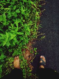 Low section of woman standing on leaves