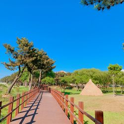 Footpath amidst trees against clear blue sky