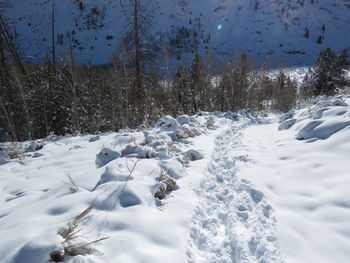 Snow covered land and trees on field