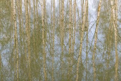Full frame shot of trees by lake