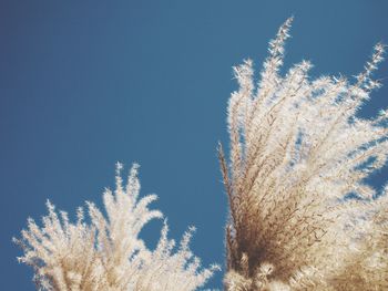 Low angle view of tree against blue sky