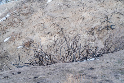 High angle view of bare trees on land