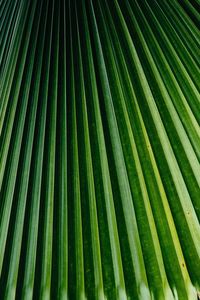 Full frame shot of palm leaves