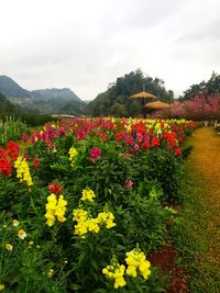 Scenic view of flowering plants on field against sky