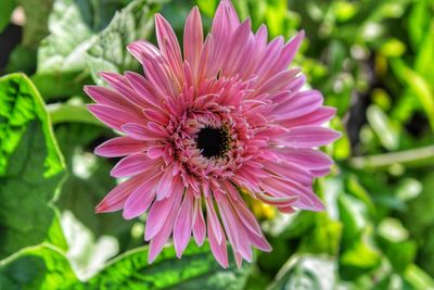 The pink gerbera flower in the garden.