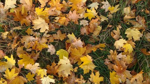 Leaves on ground