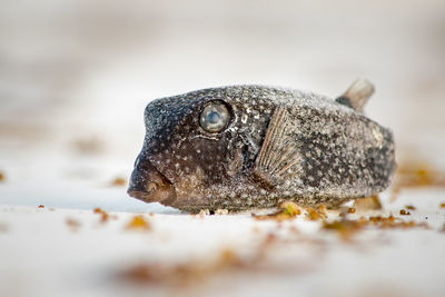 Close-up of crab on rock