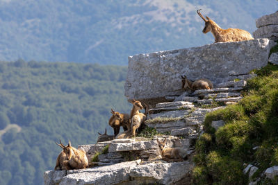 Chamois family with offspring. wild chamois on the rocks at the top of the summit.