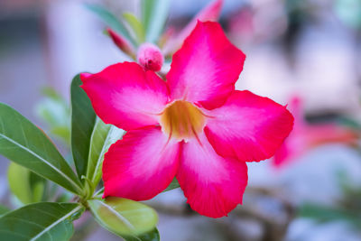 Close-up of pink flowering plant