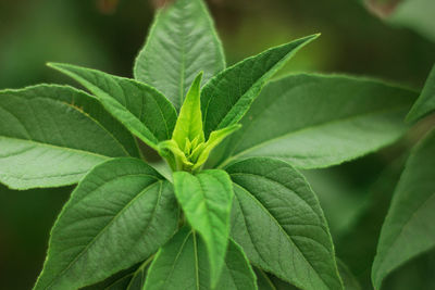 Close-up of green leaves