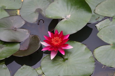 Close-up of lotus water lily in pond