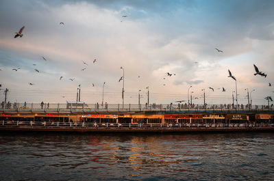 Seagulls flying above galata bridge over straits