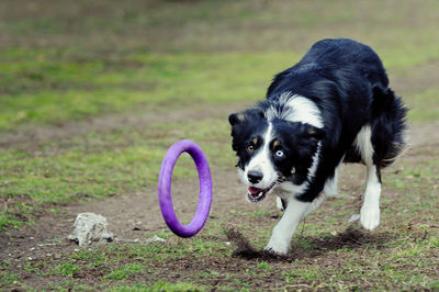 Black dog running on field