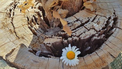 High angle view of flower on wood