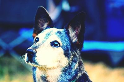 Close-up portrait of a dog