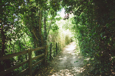 Walkway amidst trees in forest