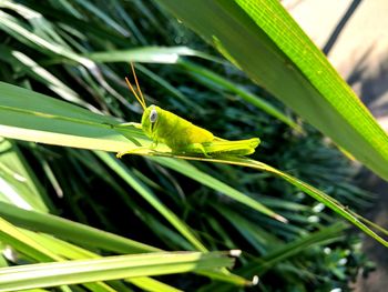 Close-up of insect on leaf