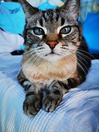 Close-up portrait of tabby cat