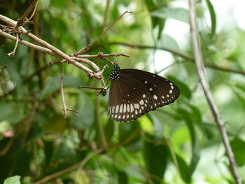 Close-up of butterfly perching on plant