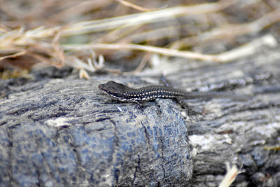 Close-up of lizard on rock