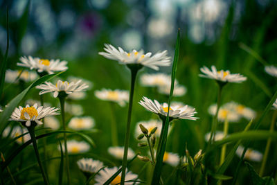 Close-up of white flowering plant on field