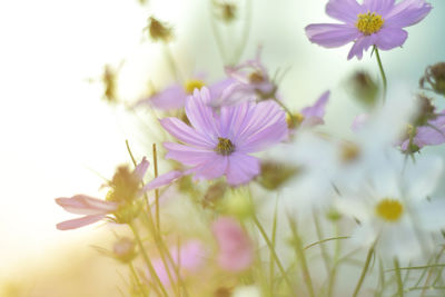 Close-up of pink cosmos flowers