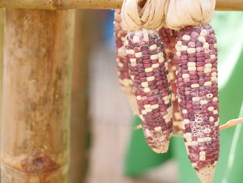 Close-up of dry rotten corns hanging outdoors