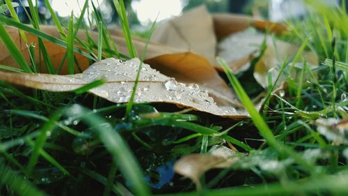 Close-up of flower growing on plant