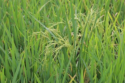 Full frame shot of crops growing on field