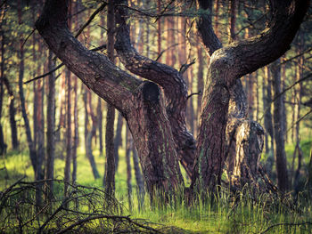 View of tree in forest