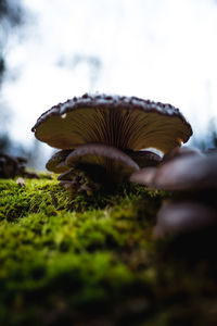 Close-up of mushrooms growing on field