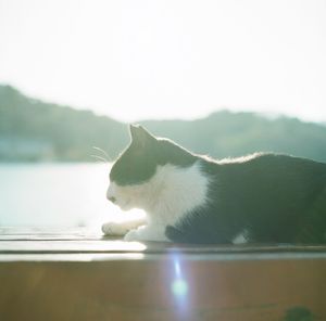 Close-up of cat by water against sky