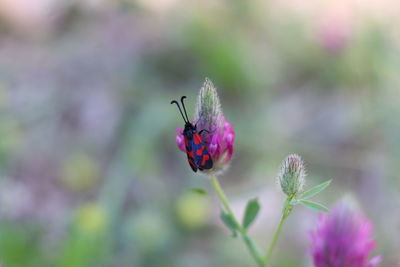 Close-up of butterfly pollinating on purple flower